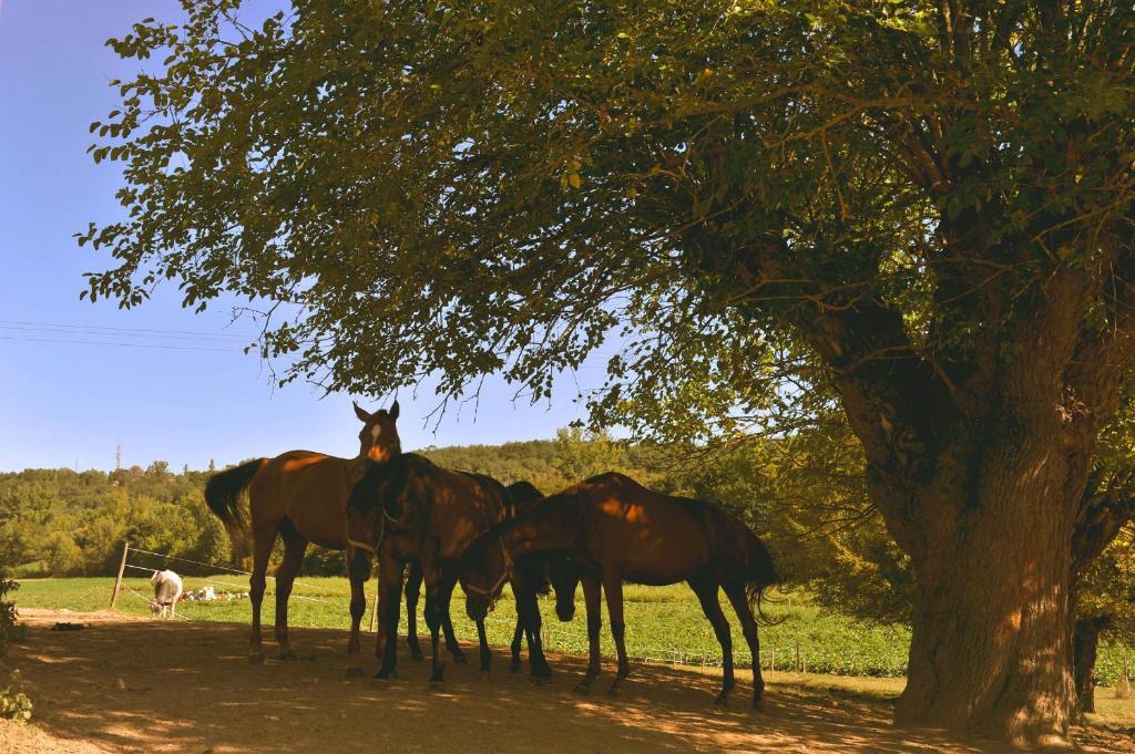 Domaine De Belcayre Acomodação com café da manhã Montauban Exterior foto